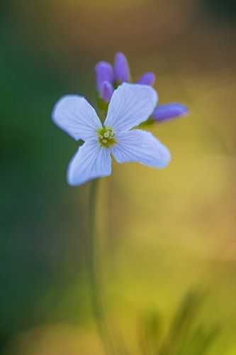Pfingstbewegung von Lambertus van der Vegt