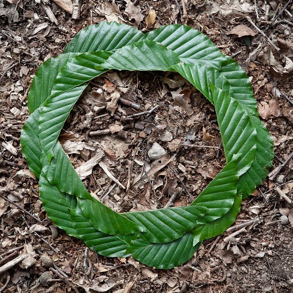 Cercle de feuilles par Casper Zuidwijk