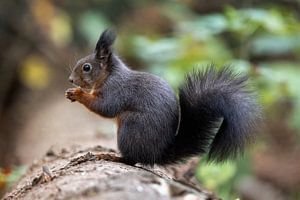 Eichhörnchen knabbert an einer Nuss.