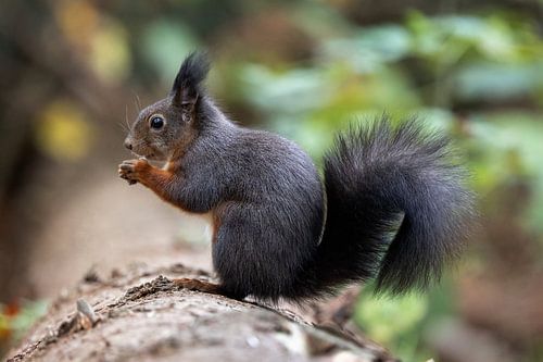 Eekhoorn aan het knabbelen aan een noot.