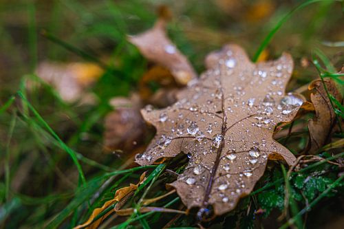 Gouttes de pluie sur une feuille de chêne en automne