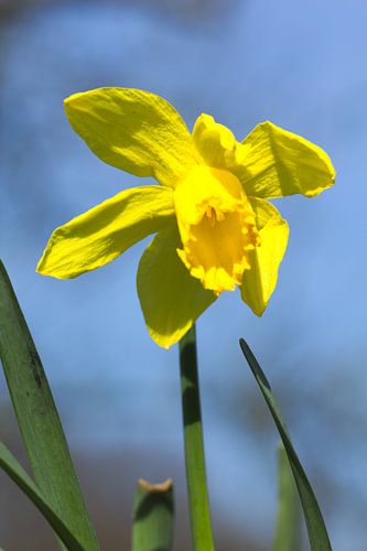 Makroaufnahme einer Narzissenblüte