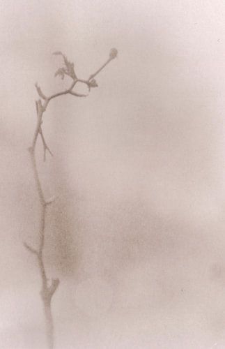 Hipsterhausen _ 4