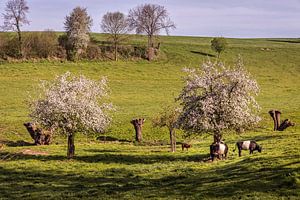 Frühling in Simpelveld