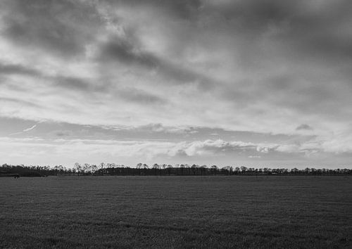 Wijde blik op het landschap. Zwart wit zicht op het weiland. Met aan de horizon een rij bomen.