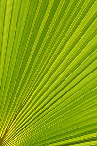 Palmblatt und mediterranes Sonnenlicht 1 von Montepuro