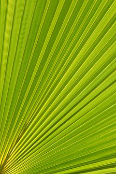 Feuille de palmier et lumière du soleil méditerranéen 1