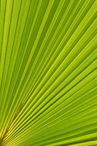 Palmblad en mediterraan zonlicht 1