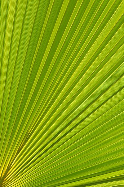 Palmblatt und mediterranes Sonnenlicht 1 von Adriana Mueller