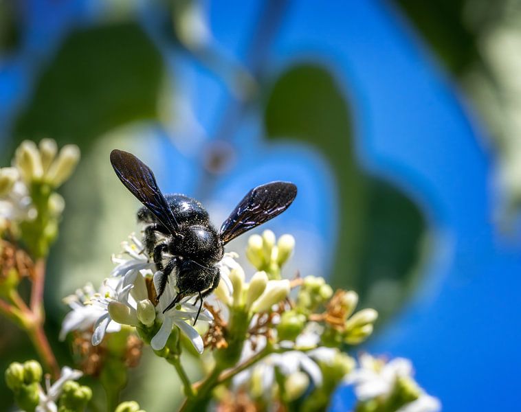 Wood bee on the flowers of a "Seven Sons of Heaven" shrub by ManfredFotos