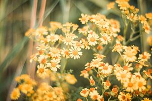 Vrolijke bloemen van Myrthe Vlasveld