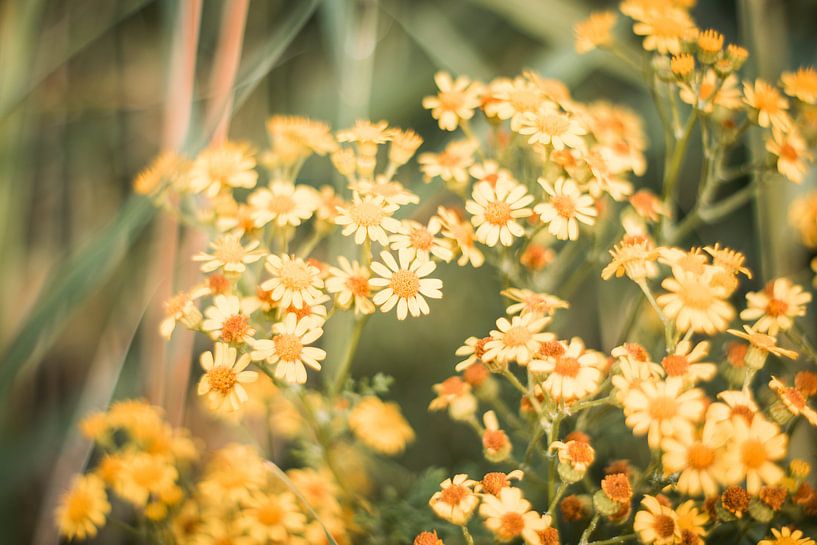 Fröhliche Blumen von Myrthe Vlasveld