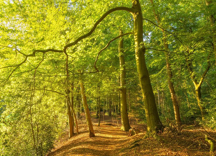 Sunrise in the forest (Groningen- Netherlands) by Marcel Kerdijk