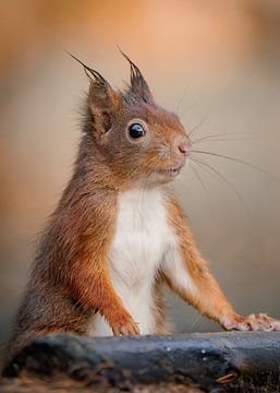 Écureuil curieux sur RobinHelms.NL