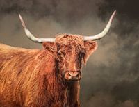 Highlander écossais