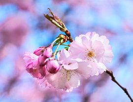 Pink flowers of an ornamental cherry by ManfredFotos