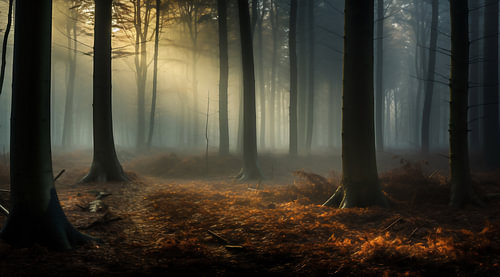 Herbstwald