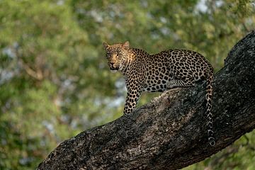 Leopard in a tree sur Ingrid Sanders