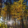 Die Sonne strahlt durch den bunten Herbstwald von Horst Husheer