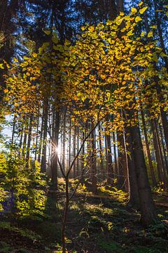 The sun shines through the colorful autumn forest by Horst Husheer