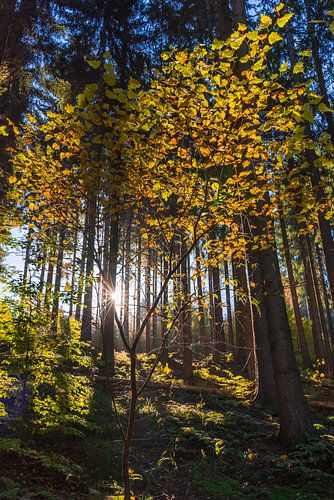 Die Sonne strahlt durch den bunten Herbstwald