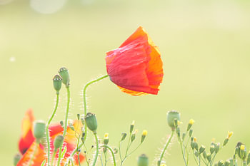 Poppy