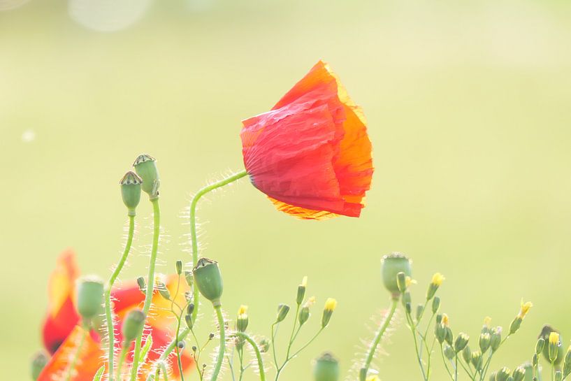 Poppy by Karin de Boer Photography