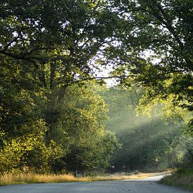 Licht in het bos van AJ Zuidema