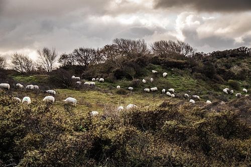 Schapen in de duinen