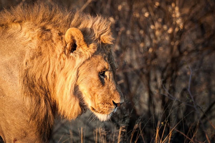 Leeuw in zonsopgang in Namibië van Simone Janssen