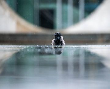 Raven or crow in the government district of Berlin in the rain by Karsten Rahn