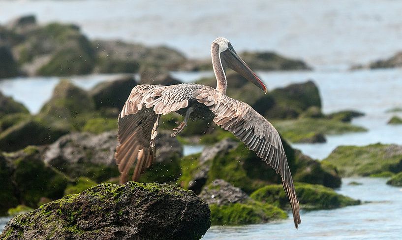 Bruine pelikaan by Maarten Verhees