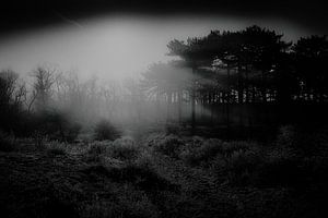 paysage de dunes dans une belle lumière matinale