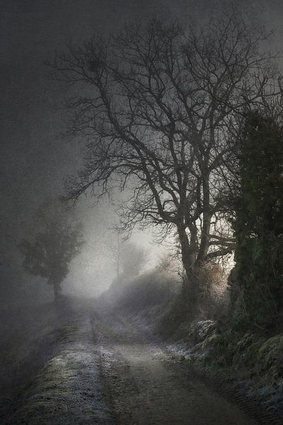 Low Winter Light by Dan Courtice