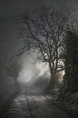 Low Winter Light by Dan Courtice thumbnail