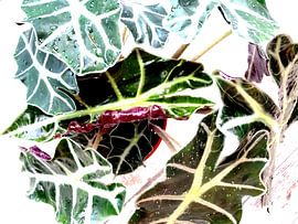 Kamerplant: Alocasia Zebrina | Olifantsoor 1-B von MoArt (Maurice Heuts)