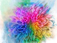 Rainbow negative Dalia Flower 