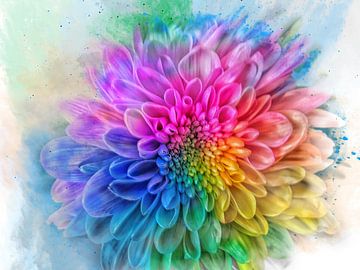 Regenbogen Blume die Dalia von Harry Stok