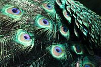 Peacock feathers