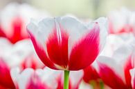 Rood met witte tulp in veld van Ben Schonewille thumbnail