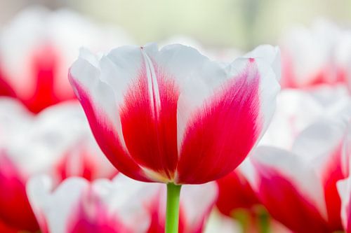 Red with white tulip in front of field