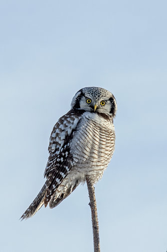 Sparrowhawk exchange
