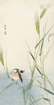 Bird and butterfly (1900 - 1930) by Ohara Koson van Studio POPPY