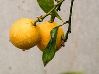 Lemons on the tree in the rain