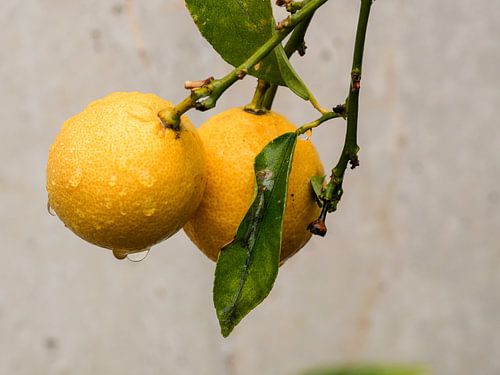 Des citrons sur l'arbre sous la pluie