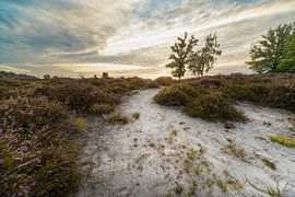 Morning glow over the blooming Kampina by Miranda Geerts Art