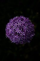 Lila Blume auf schwarzem Hintergrund