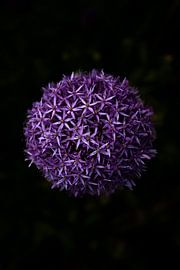 Purple flower on black background by Wouter Kuin