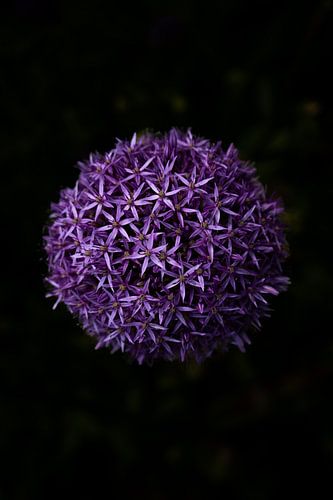 Purple flower on black background