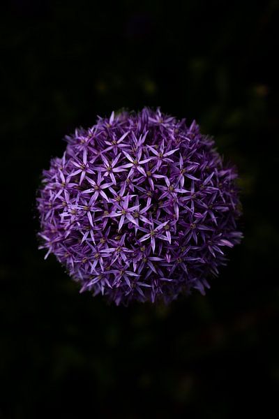 Lila Blume auf schwarzem Hintergrund von Wouter Kuin